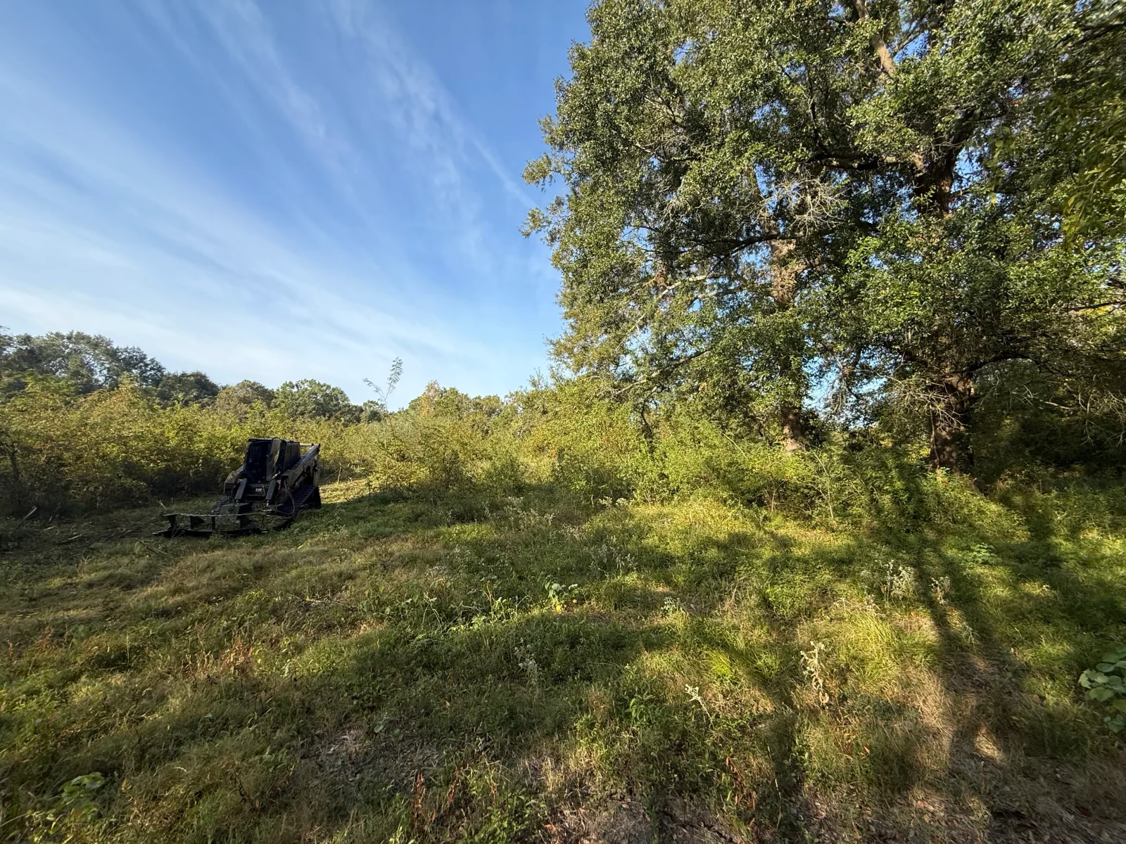 Tracked skid steer with mulching attachment clearing brush around a mature oak tree on a wooded lot